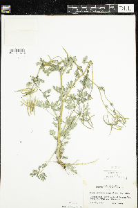 Corydalis sempervirens image