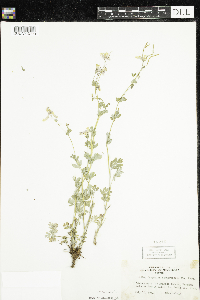 Corydalis sempervirens image