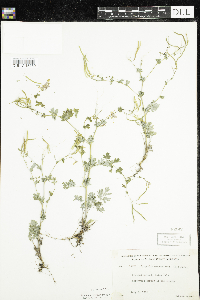 Corydalis sempervirens image