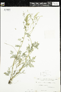 Corydalis sempervirens image