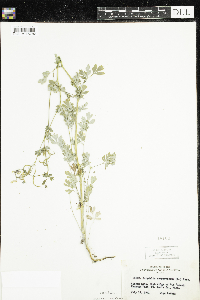 Corydalis sempervirens image