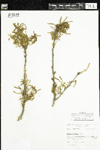 Thumbnail image of current specimen