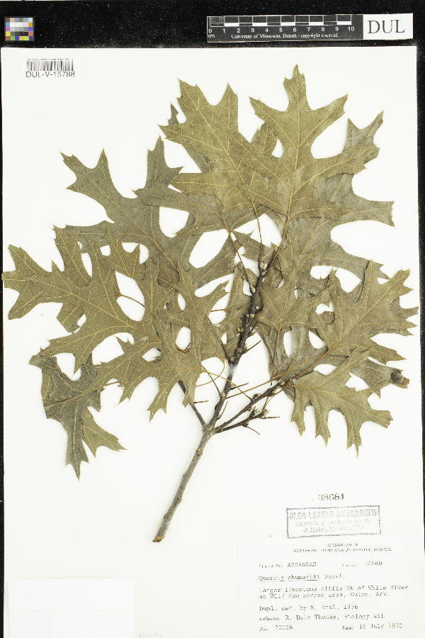 Quercus shumardii image