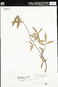 Thumbnail image of current specimen
