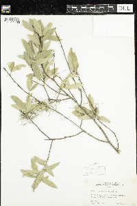 Thumbnail image of current specimen