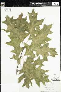 Media resource of Quercus palustris
