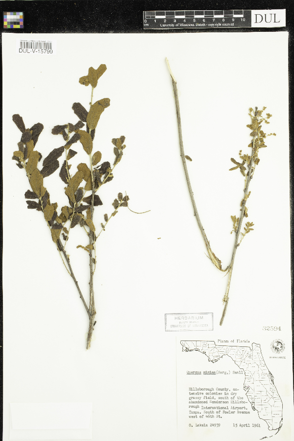 Quercus minima image