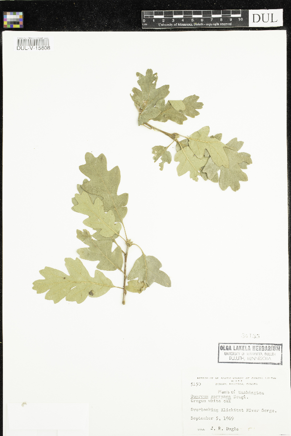 Quercus garryana image