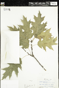 Quercus rubra image