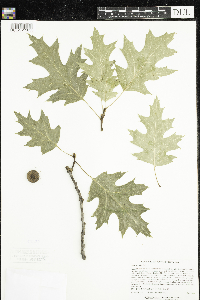 Quercus rubra image