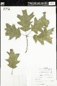 Quercus rubra image