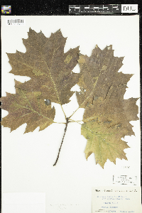 Quercus rubra image