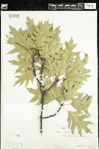 Quercus rubra image