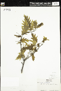 Quercus rubra image