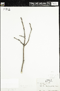 Quercus rubra image
