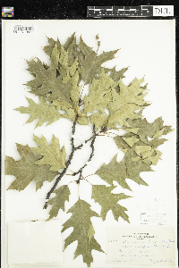 Quercus rubra image