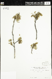 Quercus rubra image