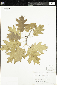 Quercus rubra image