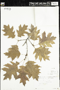 Quercus rubra image