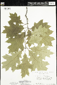 Quercus rubra image