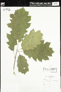 Quercus rubra image