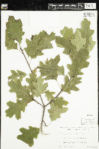 Quercus rubra image