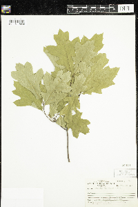 Quercus rubra image