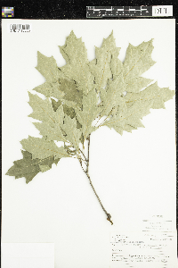 Thumbnail image of current specimen