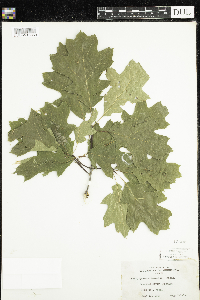 Quercus rubra image