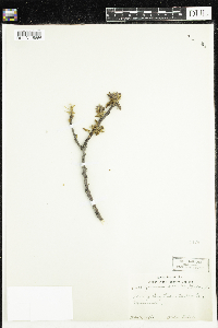 Quercus rubra image