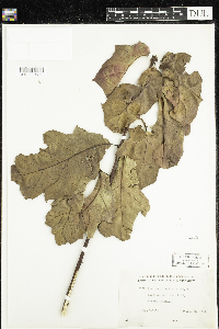Quercus rubra image