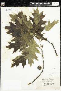 Quercus rubra image