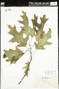 Quercus rubra image