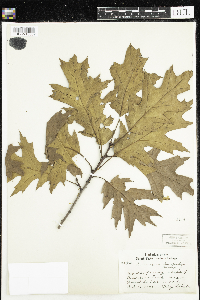 Quercus rubra image