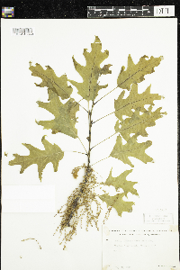 Quercus rubra image