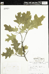 Quercus rubra image