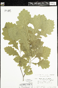 Media resource of Quercus macrocarpa