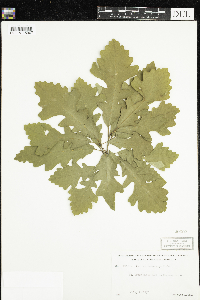 Quercus macrocarpa image