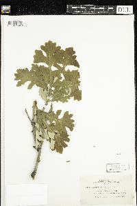 Thumbnail image of current specimen