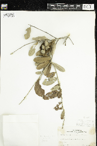 Quercus incana image