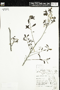thumbnail image of current specimen