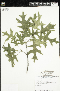 Thumbnail image of current specimen