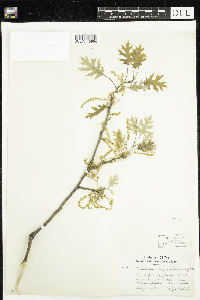 Quercus ellipsoidalis image