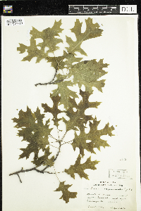 Quercus ellipsoidalis image