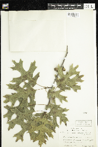 Quercus ellipsoidalis image