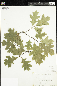 Quercus ellipsoidalis image