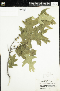 Quercus ellipsoidalis image