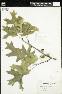 Quercus ellipsoidalis image