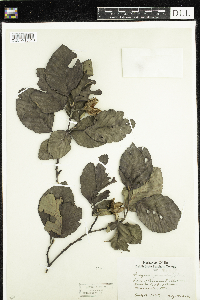 Fagus grandifolia image