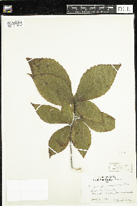 Fagus grandifolia image